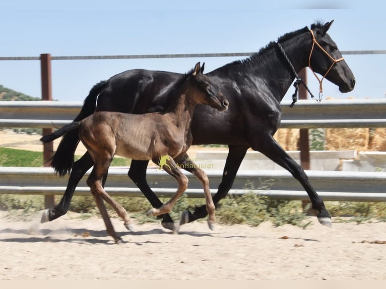 PRE Yegua Potro (04/2026) 158 cm Negro in Provinz Cordoba