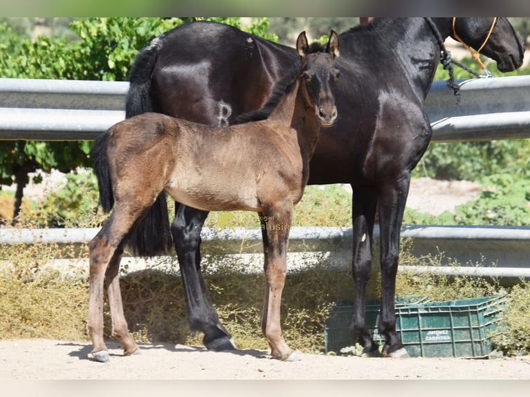 PRE Yegua Potro (04/2026) 158 cm Negro in Provinz Cordoba