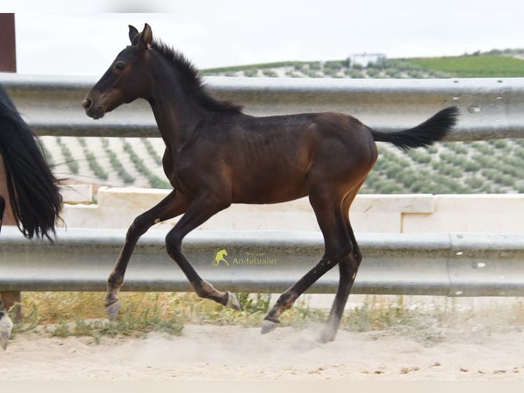 PRE Yegua Potro (04/2026) 158 cm Negro in Provinz Cordoba