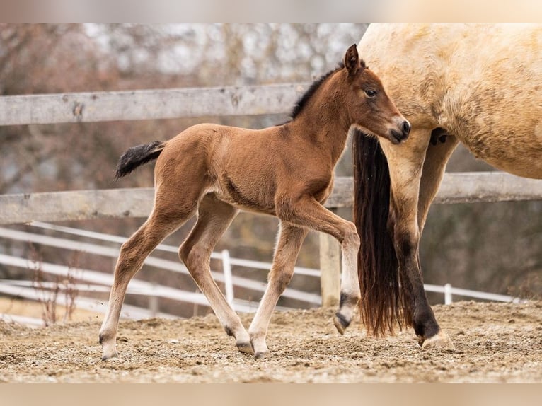 PRE Yegua Potro (02/2026) 160 cm Castaño in Magdalensberg