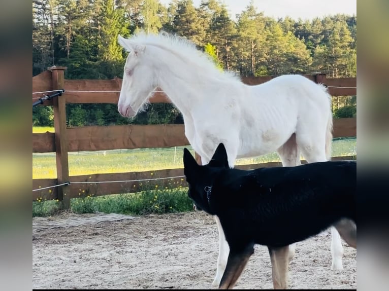 PRE Yegua Potro (04/2026) 160 cm Cremello in Gößweinstein