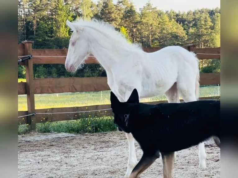 PRE Yegua Potro (04/2026) 160 cm Cremello in Gößweinstein