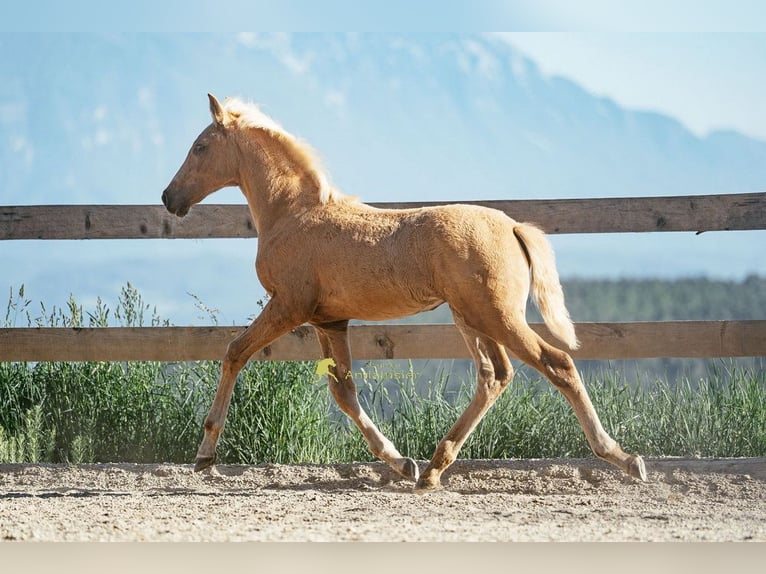 PRE Yegua Potro (04/2026) 160 cm Palomino in Magdalensberg