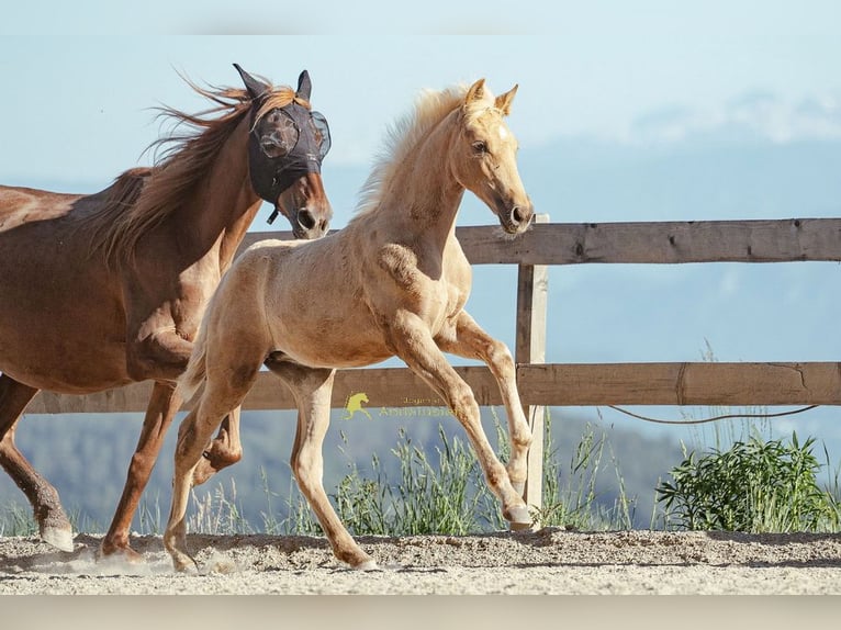 PRE Yegua Potro (04/2026) 160 cm Palomino in Magdalensberg