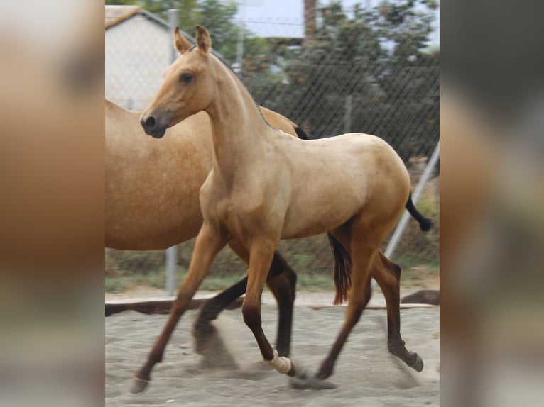 PRE Yegua Potro (03/2026) 162 cm Buckskin/Bayo in Murcia
