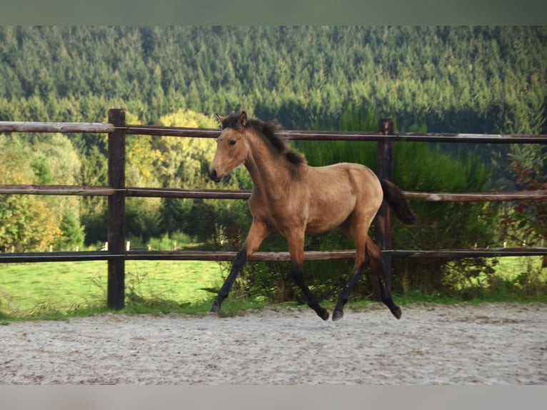 PRE Yegua Potro (05/2024) 165 cm Buckskin/Bayo in Dochamps