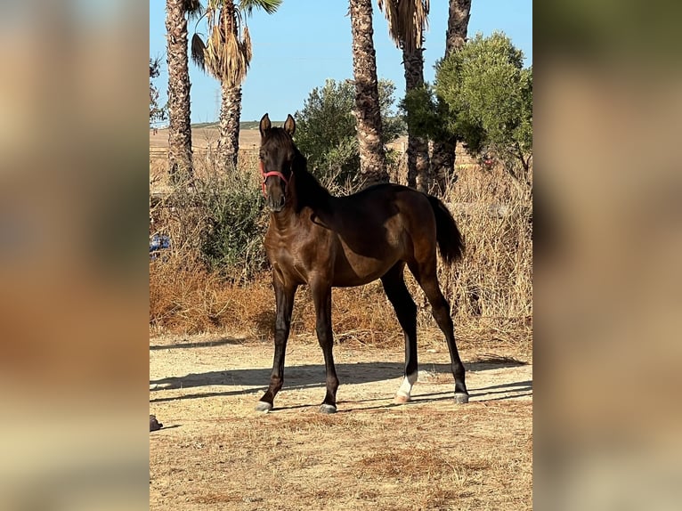 PRE Yegua Potro (03/2026) 165 cm Negro in Jerez de la Frontera