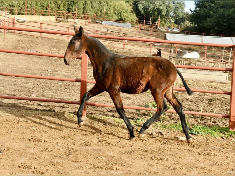 PRE Yegua Potro (08/2025) 166 cm Castaño in Galaroza (Huelva)
