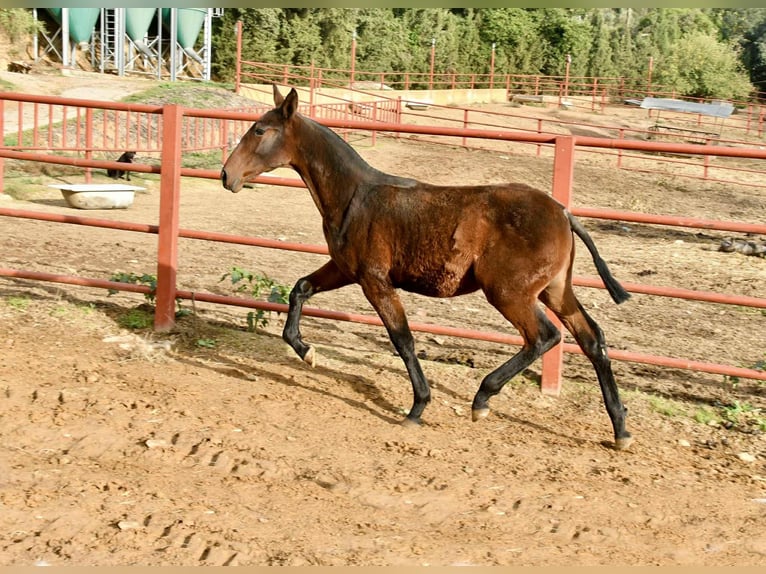 PRE Yegua Potro (08/2025) 166 cm Castaño in Galaroza (Huelva)