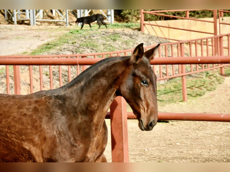 PRE Yegua Potro (08/2025) 166 cm Castaño in Galaroza (Huelva)