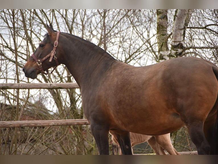 PRE Yegua Potro (02/2026) Buckskin/Bayo in Dochamps