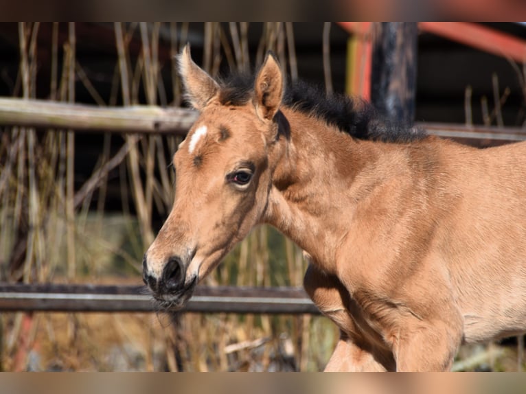 PRE Yegua Potro (03/2025) Buckskin/Bayo in Manhay