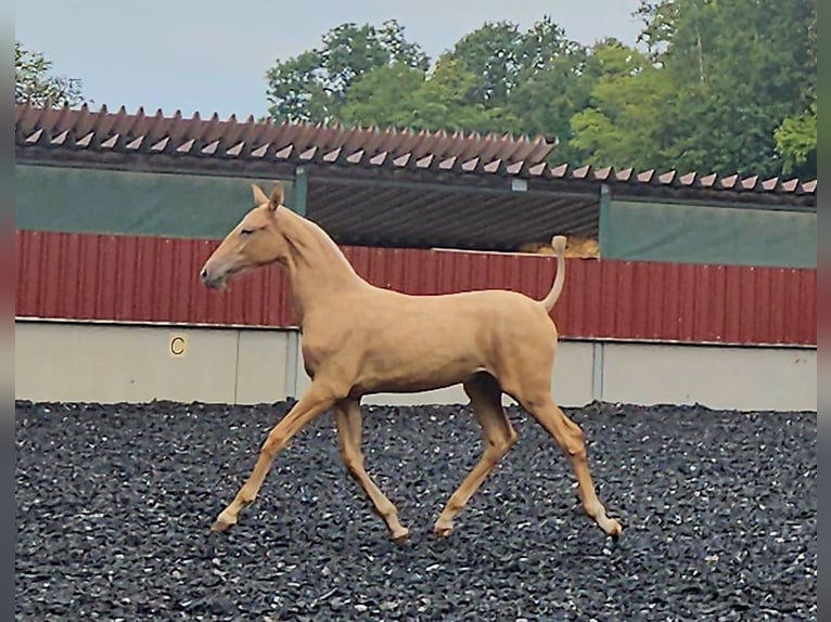 PRE Yegua Potro (03/2024) Palomino in Küssaberg