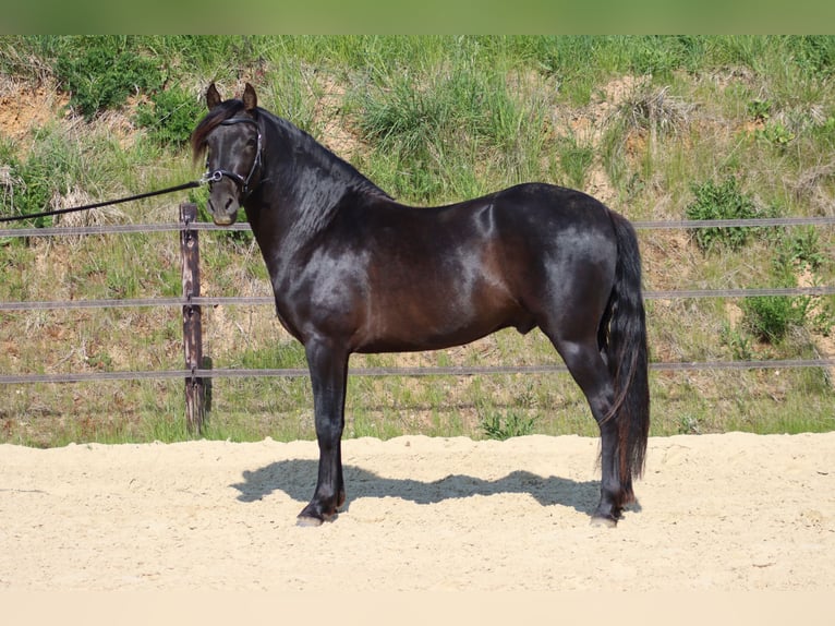 PRE Yegua  Tordillo negro in Le Coudray-sur-Thelle