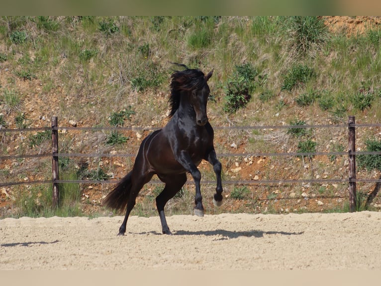 PRE Yegua  Tordillo negro in Le Coudray-sur-Thelle