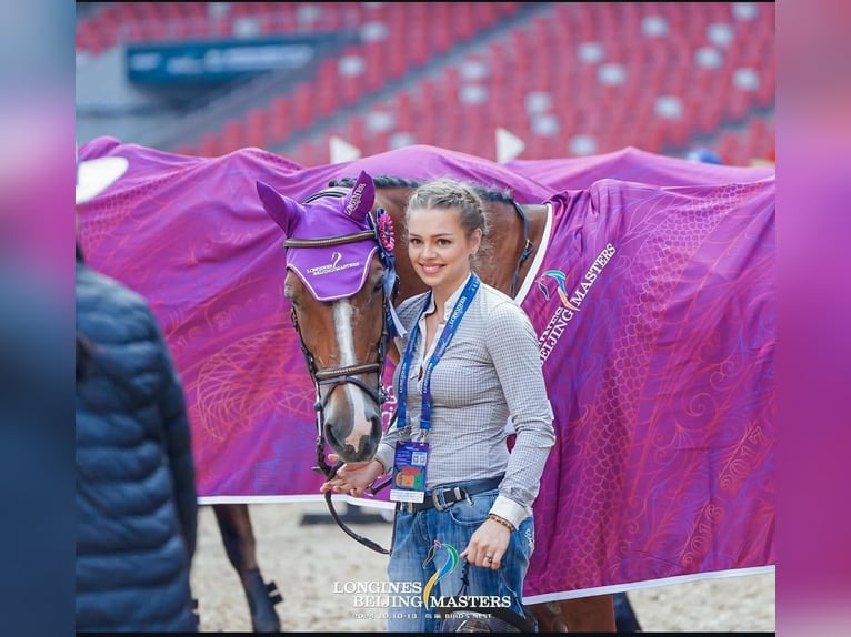 Professionelles Pferdetraining & Reitcoaching 