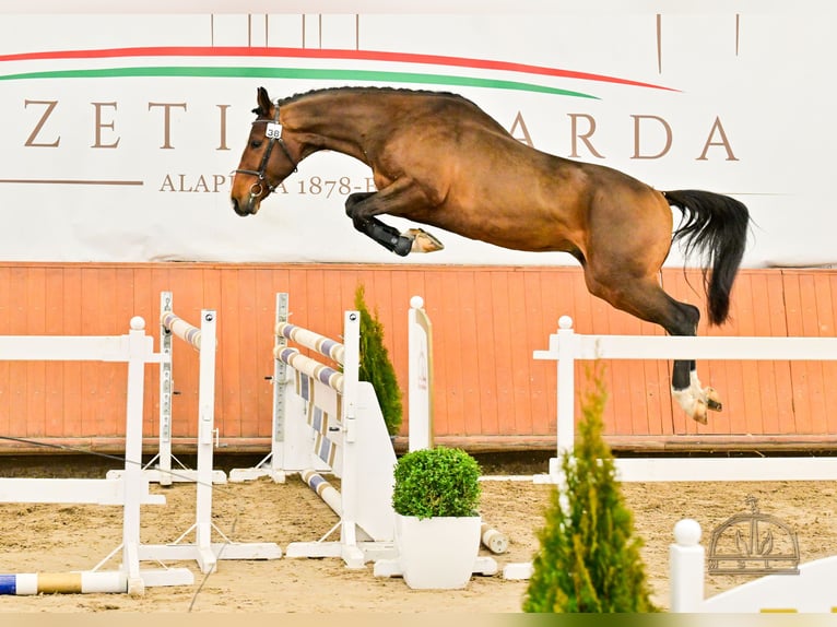 PUKLI DE CAPELLO Hongaars sportpaard Hengst Roodbruin in Nagykőrös