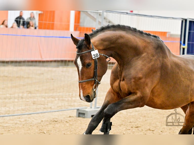 PUKLI DE CAPELLO Hongaars sportpaard Hengst Roodbruin in Nagykőrös