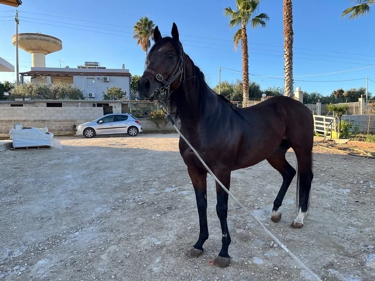 Pur-sang anglais Étalon 10 Ans 163 cm Bai in Rosolini