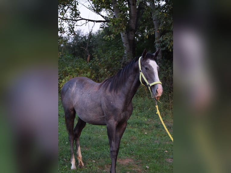 Pur-sang anglais Étalon 1 Année 156 cm Gris in Vác