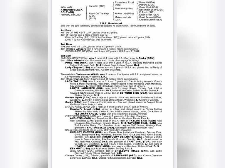 Pur-sang anglais Étalon 2 Ans Bai brun in Sheffield