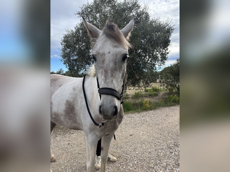 Pur-sang anglais Étalon 3 Ans 160 cm Bai in Saint-Laurent-de-la-Salanque