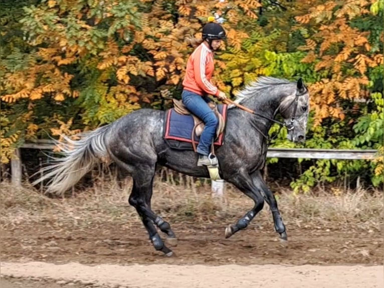 Pur-sang anglais Étalon 3 Ans 166 cm Gris in Dunakeszi Pur-sang anglais Étalon 3 Ans 166 cm Gris in Dunakeszi