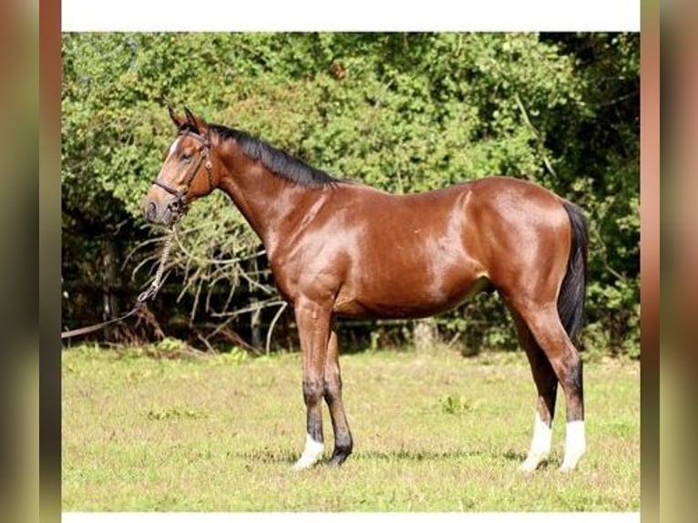 Pur-sang anglais Étalon 4 Ans 164 cm Bai in Hamburg Lemsahl-Mellingstedt