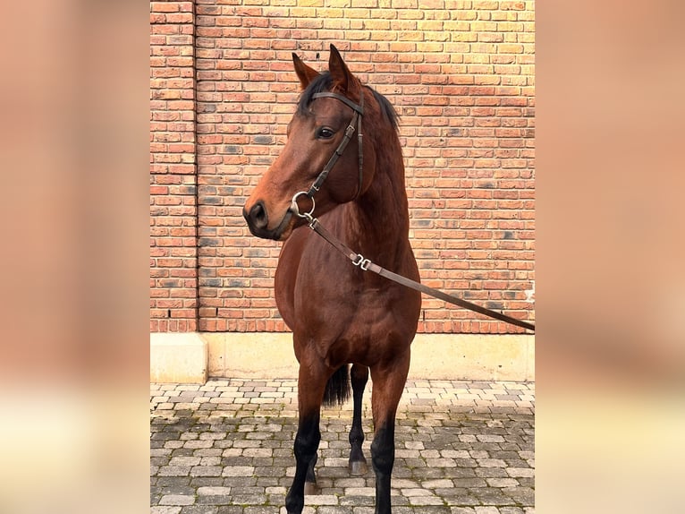 Pur-sang anglais Étalon 4 Ans 165 cm Bai in Bergheim