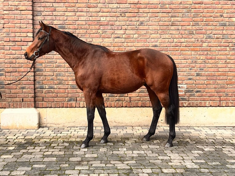 Pur-sang anglais Étalon 4 Ans 165 cm Bai in Bergheim