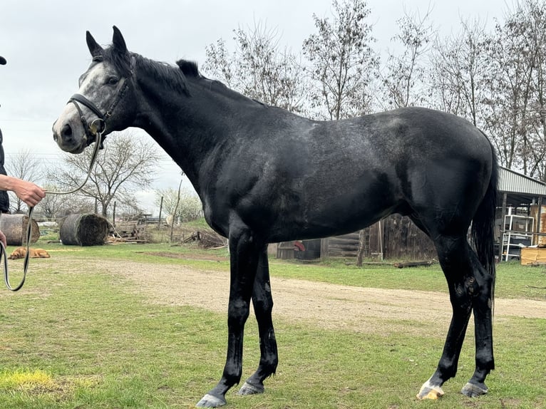 Pur-sang anglais Étalon 5 Ans 175 cm Gris in Csömör