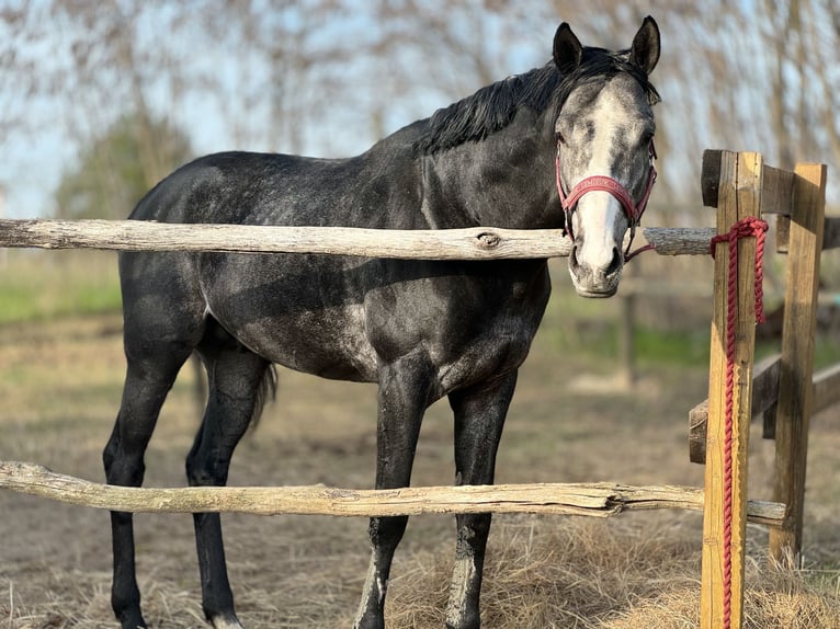 Pur-sang anglais Étalon 5 Ans 175 cm Gris in Csömör