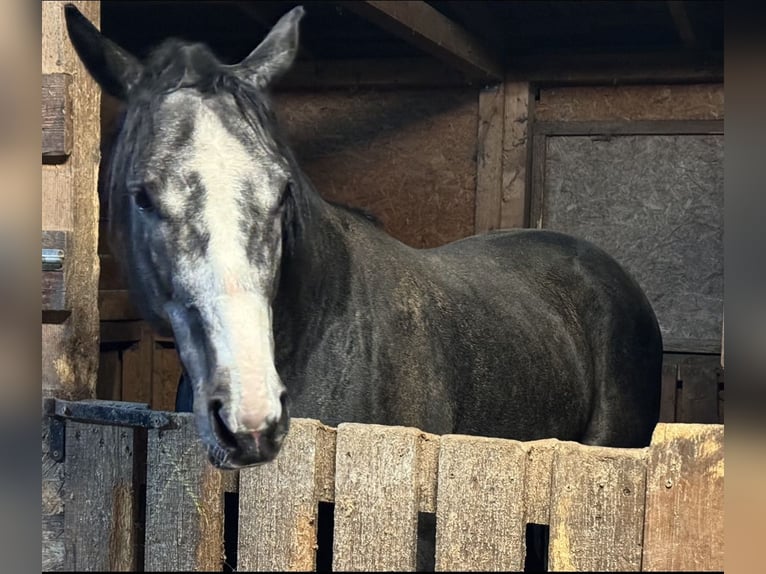 Pur-sang anglais Étalon 5 Ans 175 cm Gris in Csömör