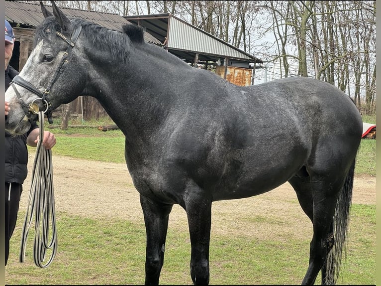 Pur-sang anglais Étalon 5 Ans 175 cm Gris in Csömör