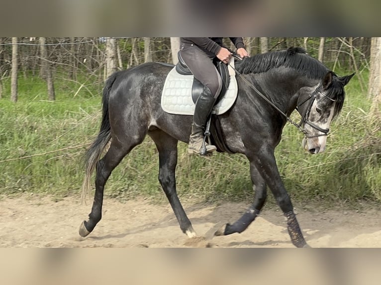 Pur-sang anglais Étalon 5 Ans 175 cm Gris in Csömör