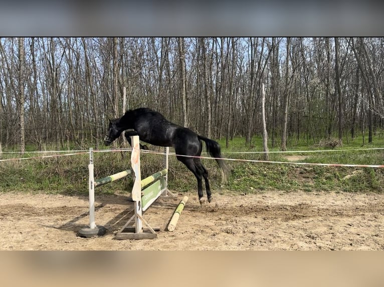 Pur-sang anglais Étalon 5 Ans 175 cm Gris in Csömör