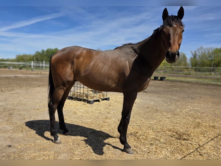 Pur-sang anglais Étalon 6 Ans 185 cm Bai in 28708