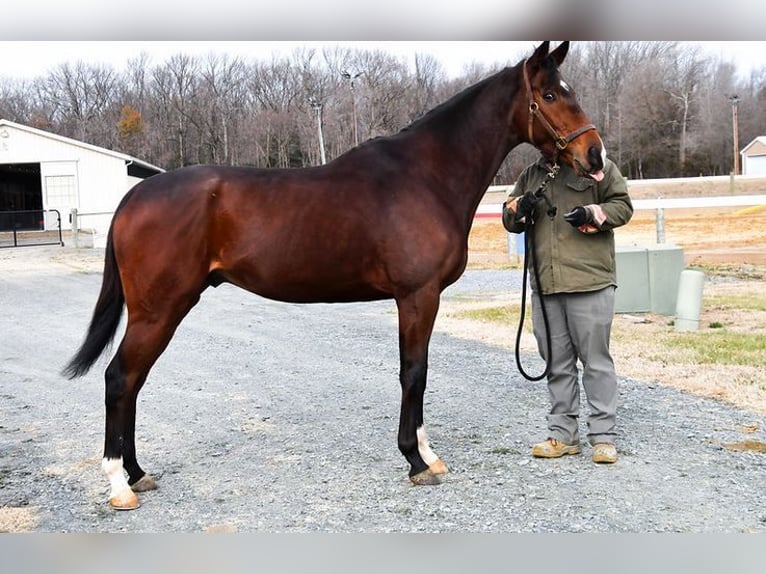 Pur-sang anglais Étalon 7 Ans 163 cm Bai in Ashburn