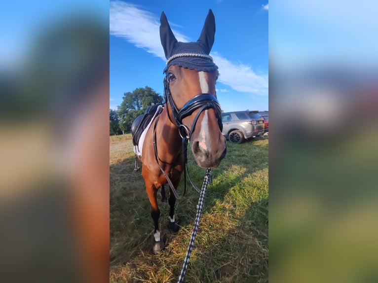 Pur-sang anglais Hongre 10 Ans 158 cm Bai in Königswinter