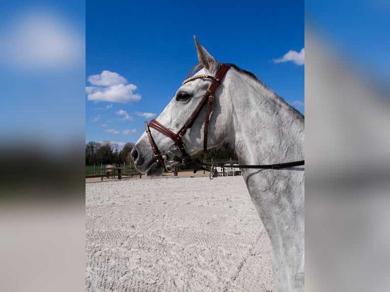 Pur-sang anglais Hongre 10 Ans 162 cm Gris in Ratingen