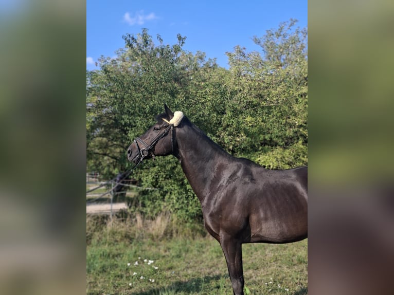 Pur-sang anglais Hongre 10 Ans 163 cm Bai brun in Weichering