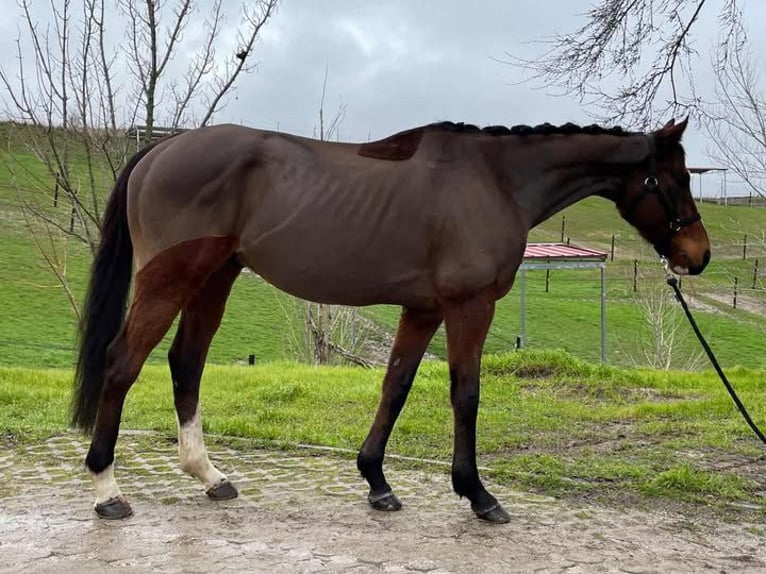 Pur-sang anglais Hongre 10 Ans 163 cm Bai in El Molar