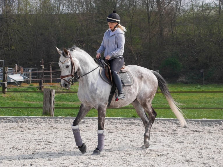 Pur-sang anglais Hongre 10 Ans 163 cm Gris in Ratingen