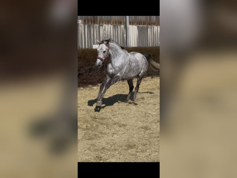 Pur-sang anglais Hongre 10 Ans 163 cm Gris in Ratingen