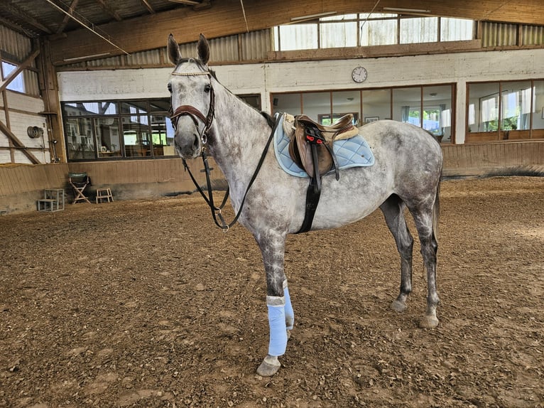 Pur-sang anglais Hongre 10 Ans 163 cm Gris in Ratingen