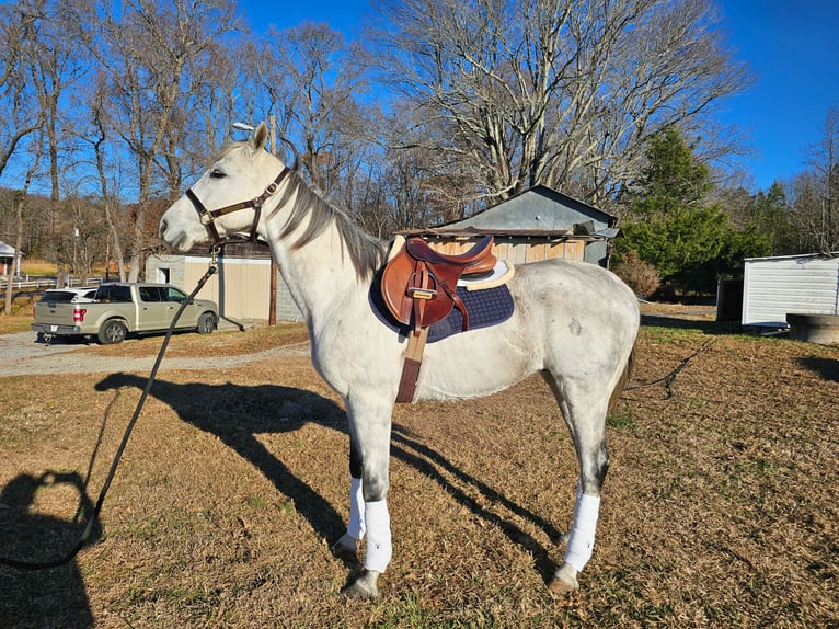 Pur-sang anglais Hongre 10 Ans 163 cm Gris in High point, NC
