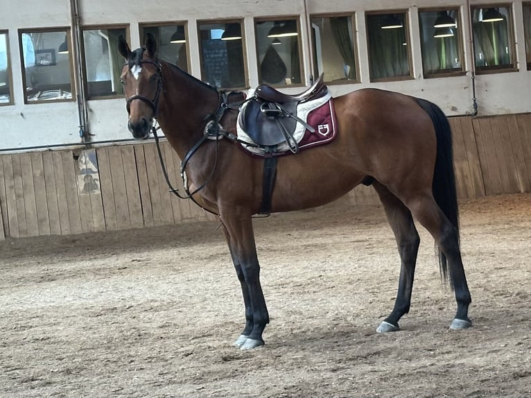 Pur-sang anglais Hongre 10 Ans 165 cm Bai in Trebur