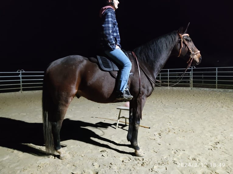 Pur-sang anglais Hongre 10 Ans 165 cm Bai in Orfgen