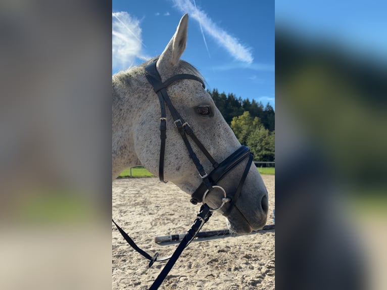 Pur-sang anglais Hongre 10 Ans 165 cm Gris in Niederaula