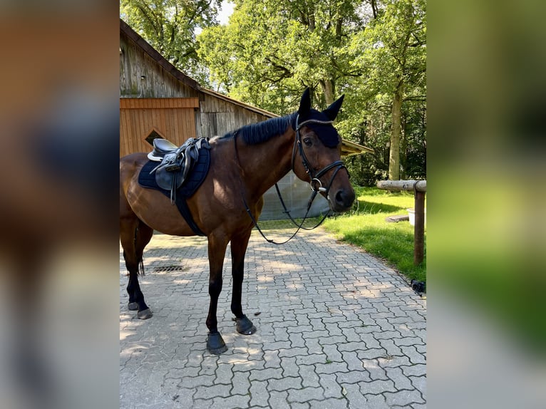 Pur-sang anglais Hongre 10 Ans 167 cm Bai in Celle
